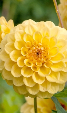 [132610] Dahlia Golden Scepter * 1 Pc