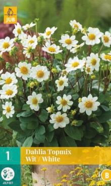 [128531] Dahlia Topmix White * 1 Pc