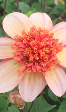 [138230] Dahlia Totally Tangerine * 1 Pc ** New 2021 **