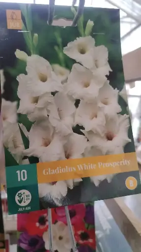 [140841] Glaieul White Prosperity * 10 Pc  : calibre 12/14