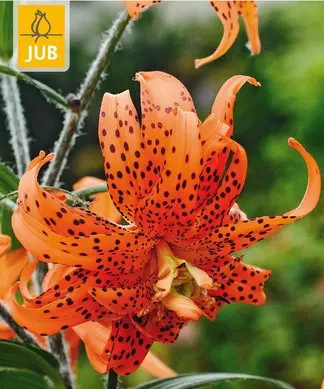 [132580] Lys Flore Pleno * 1 Pc  : calibre 14/16