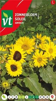 [123999] Soleil Suntastic (VT)