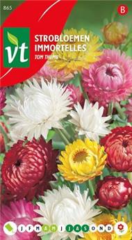 [123986] Immortelles Tom Thumb (VT)