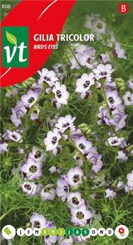 [123960] Gilia Tricolor (VT)