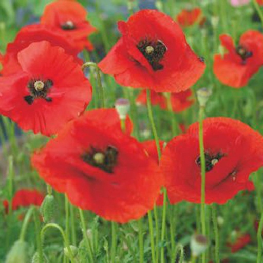 [139550] Coquelicot Rouge Single Red - Buzzy Poppy Flowers