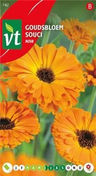 [123935] Souci Calendula Nova (VT)