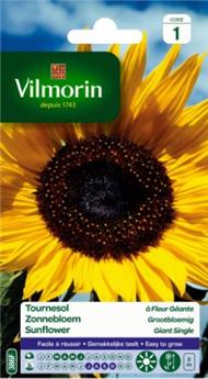 [144375] Soleil Géant- Buzzy Sunny Flowers ** Tournesol géant **
