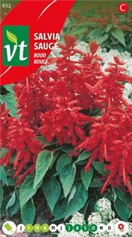 [123983] Sauge Splendens Rouge (VT)