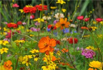 [128662] Fleurs A Cueillir D´Ete (VT)