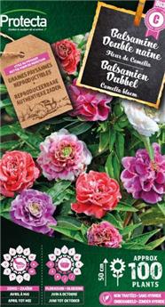 [142525] Balsamine double à fleur de Camélia ( Protecta C )