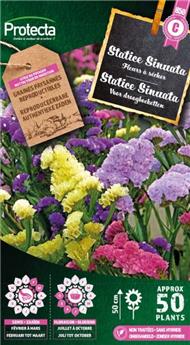 [142553] Statice Sinuata en mélange ( Protecta C )