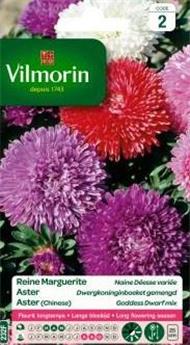 [131537] Reine Marguerite Naine Déesse Variée (Vilm)