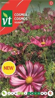 [144453] Cosmos Velouette (VT)