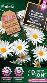[141311] Marguerite à grande fleur ( Protecta B )