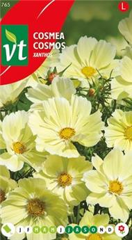 [123943] Cosmos Xanthos (VT)