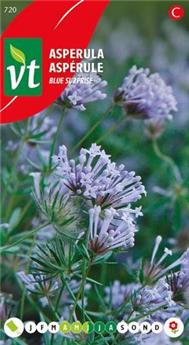 [123931] Asperule Blue Surprise (VT)