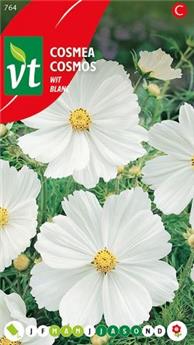 [123945] Cosmos Blanc (VT)
