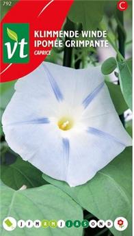 [123952] Ipomee Grimpante Caprice (VT)