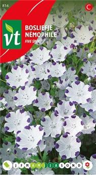 [123965] Nemophile Five Spot (VT)