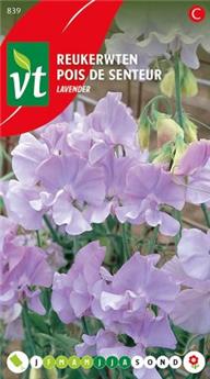[123973] Pois De Senteur Lavendel (VT)