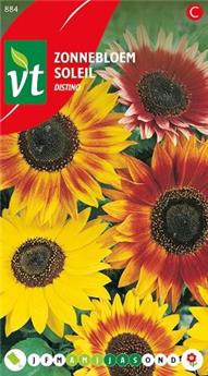 [123997] Soleil Nain Distino (VT)