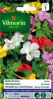 [131441] Belle De Nuit Variée  (Vilm)