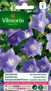 [131445] Campanule Des Carpathes Bleue   (Vilm)