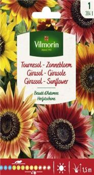 [131555] Tournesol Beauté D´Automne  (Vilm)