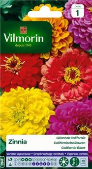 [131551] Zinnia Géant De Californie (Vilm)