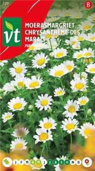 [128186] Chrysantheme Des Marais Pure White (VT)
