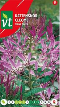 [123942] Cleome Mauve Queen (VT)