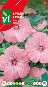 [123955] Lavatere Rose (VT)