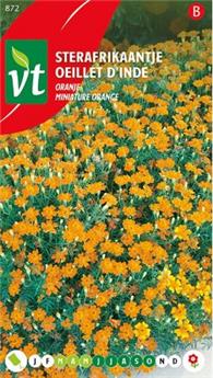 [123990] Oeillet D´Inde Miniature Orange (VT)