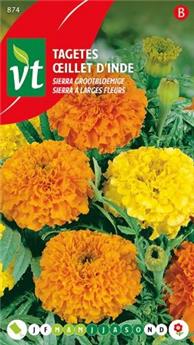 [123991] Oeillet D´Inde Sierra Orange-Jaune (VT)