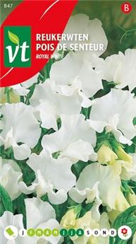 [123978] Pois De Senteur Royal White (VT)