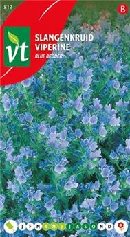 [123964] Viperine Blue Bedder (VT)