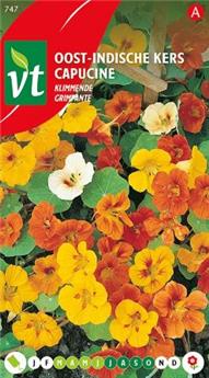 [123937] Capucine Grimpante (VT)