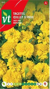 [123987] Oeillet D´Inde Nain Jaune (VT)