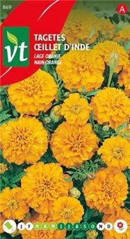 [123988] Oeillet D´Inde Nain Orange (VT)