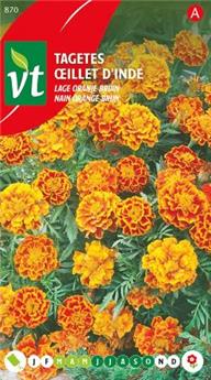[123989] Oeillet D´Inde Nain Orange-Brun (VT)