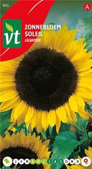 [124007] Soleil Haut Giganteus (VT)
