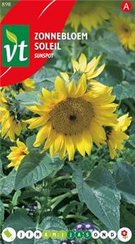 [124009] Soleil Nain Sunspot (VT)