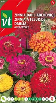 [124003] Zinnia A Grande Fleur De Dahlia (VT)