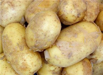 [142628] PDT Eerstelling 1kg * ancienne var. hative (TP)