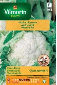 [132802] Chou Fleur D´Hiver Extra-Hâtif Clovis  (Vilm)