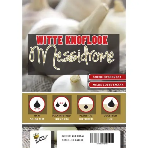 [142024] Ail d´hiver Blanc Messidore A Planter en automne * 5 pc