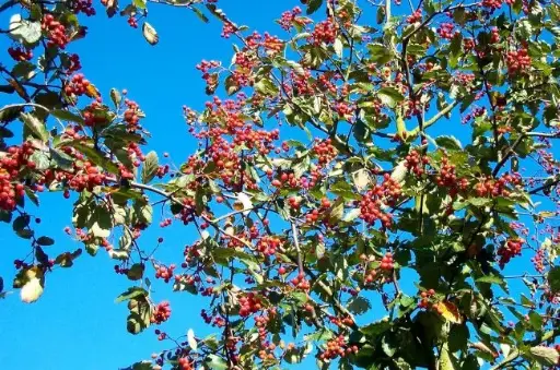 [145469] Sorbus intermedia Brouwers Haute Tige 10 12 Motte - Sorbier