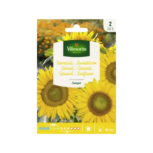 [0998023] Tournesol Sunspot