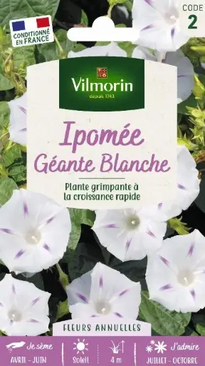 [0998036] Ipomée Géante Blanche Vilm