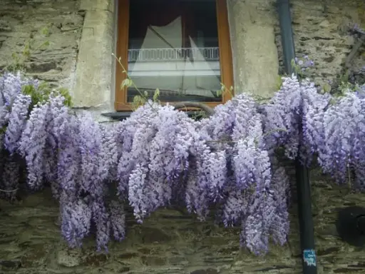 [0998037] Wisteria Glycine Bleue de Chine 10 Graines (Vilm)